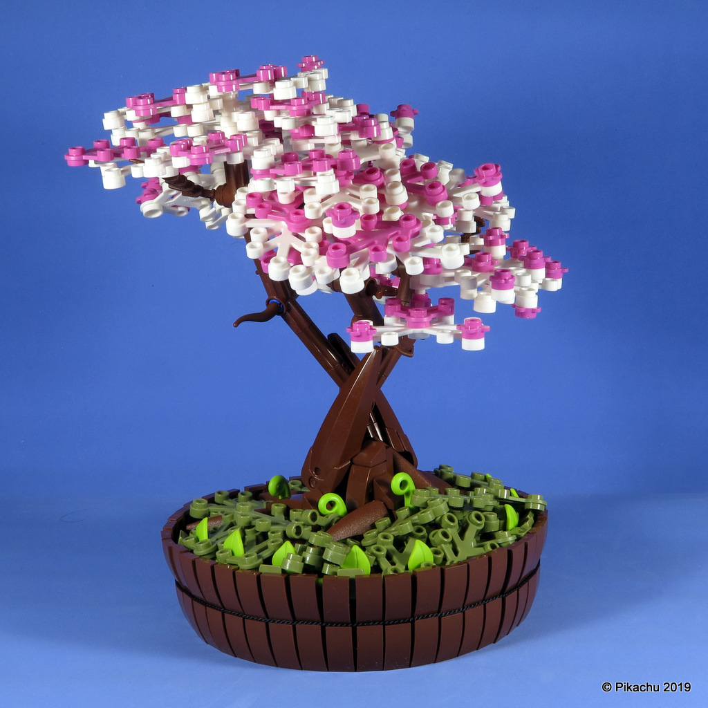 bonsai-101.jpg
