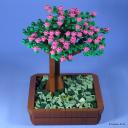 bonsai-002.jpg