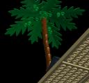 palmtree.png