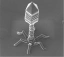 giantvirus