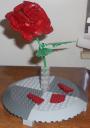 rose_7.jpg