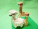 alpaca_01.jpg