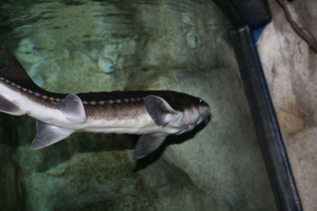 img_4600_resize003.jpg