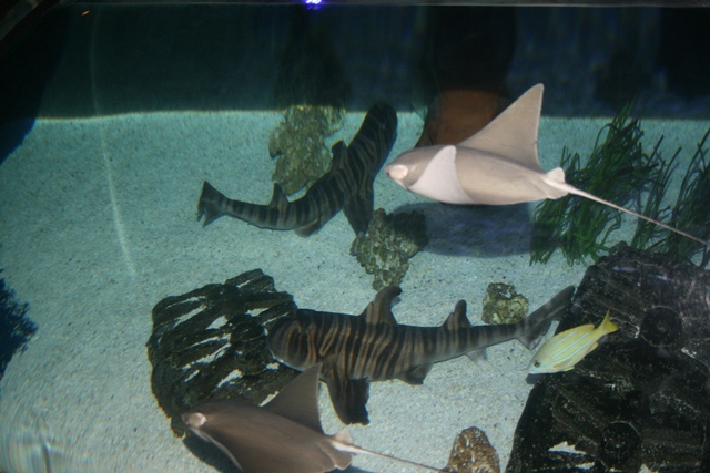 img_4626_resize029.jpg