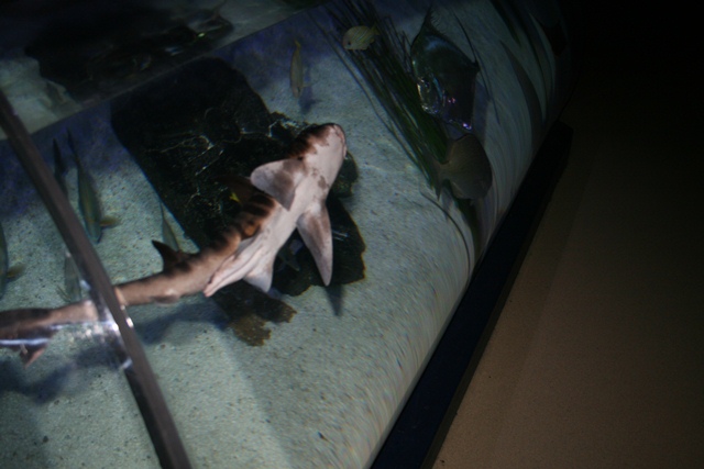 img_4627_resize030.jpg