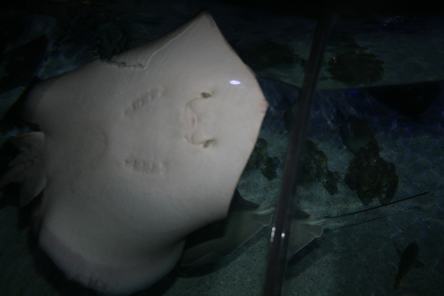 img_4628_resize031.jpg