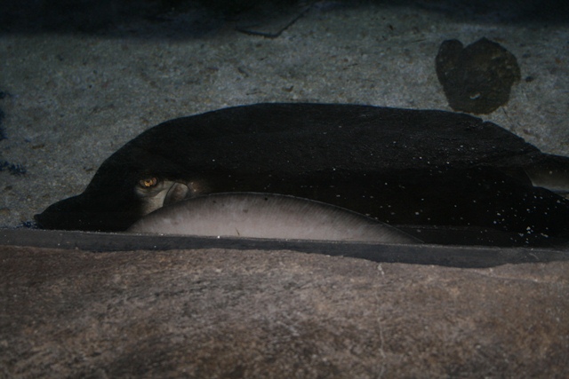 img_4630_resize033.jpg