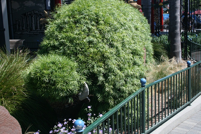 img_4806_resize209.jpg