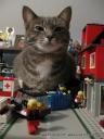 cat_catzilla_attacks_lego_town-5.jpg