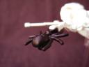 cr_spider_07.jpg