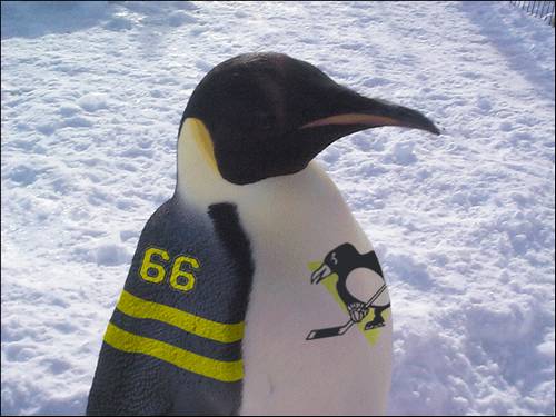 lifesaver-penguin.jpg