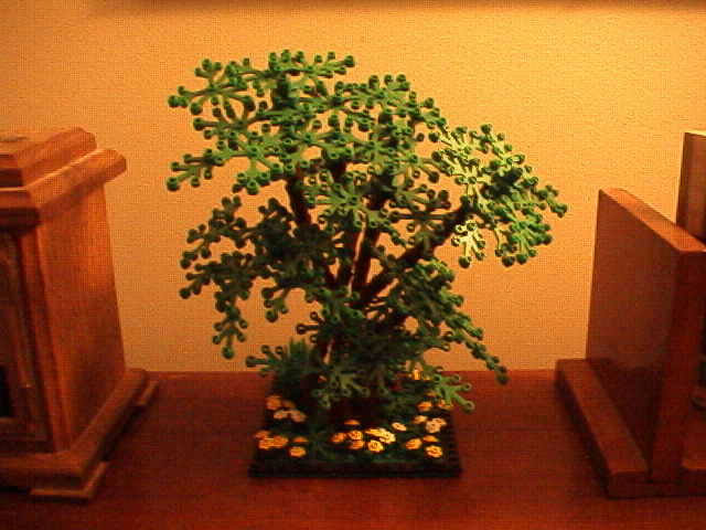 bonsai.jpg