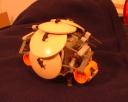 carapace04.jpg