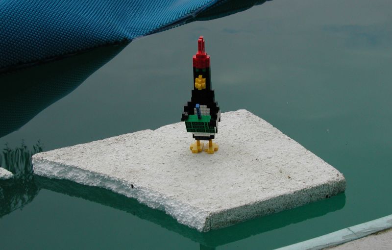 3_feathers_on_ice.jpg
