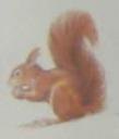 yz_squirrel3.jpg