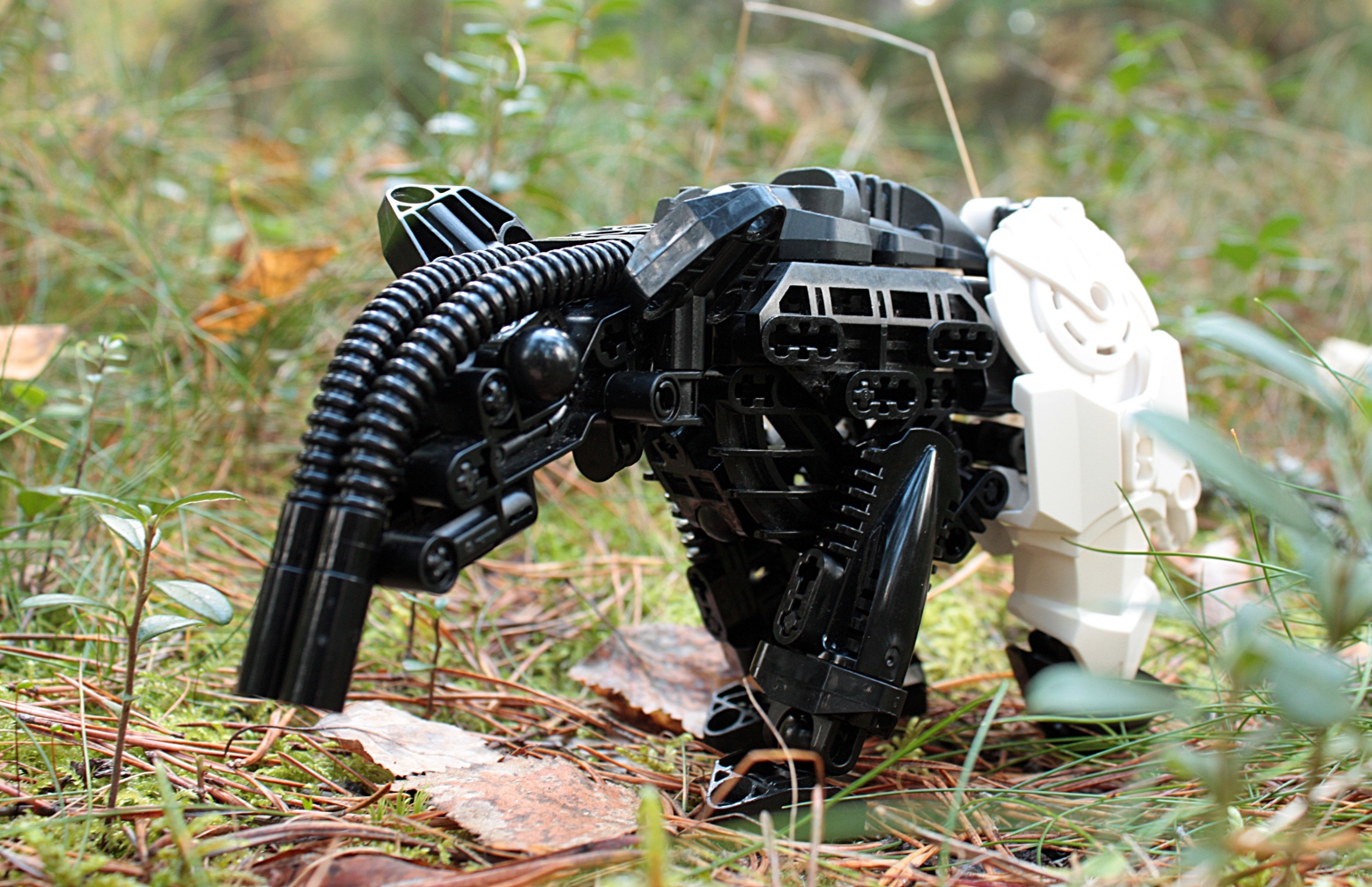 tapir1.jpg