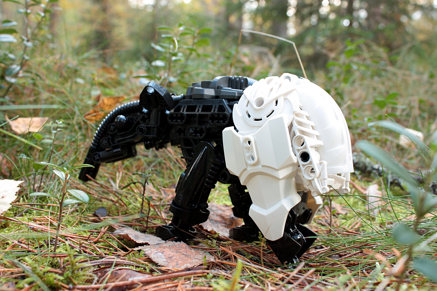 tapir2.jpg