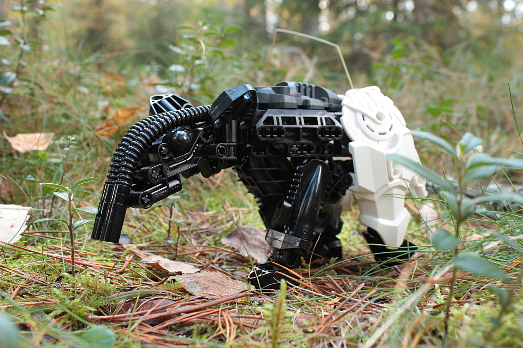 tapir3.jpg