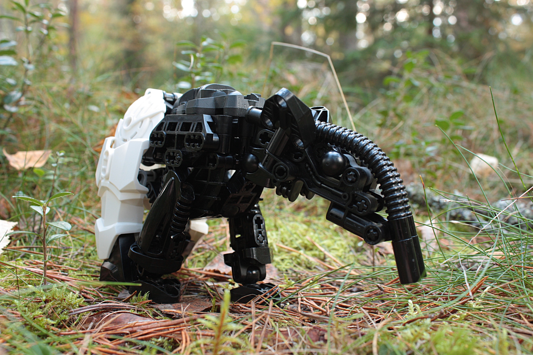 tapir4.jpg