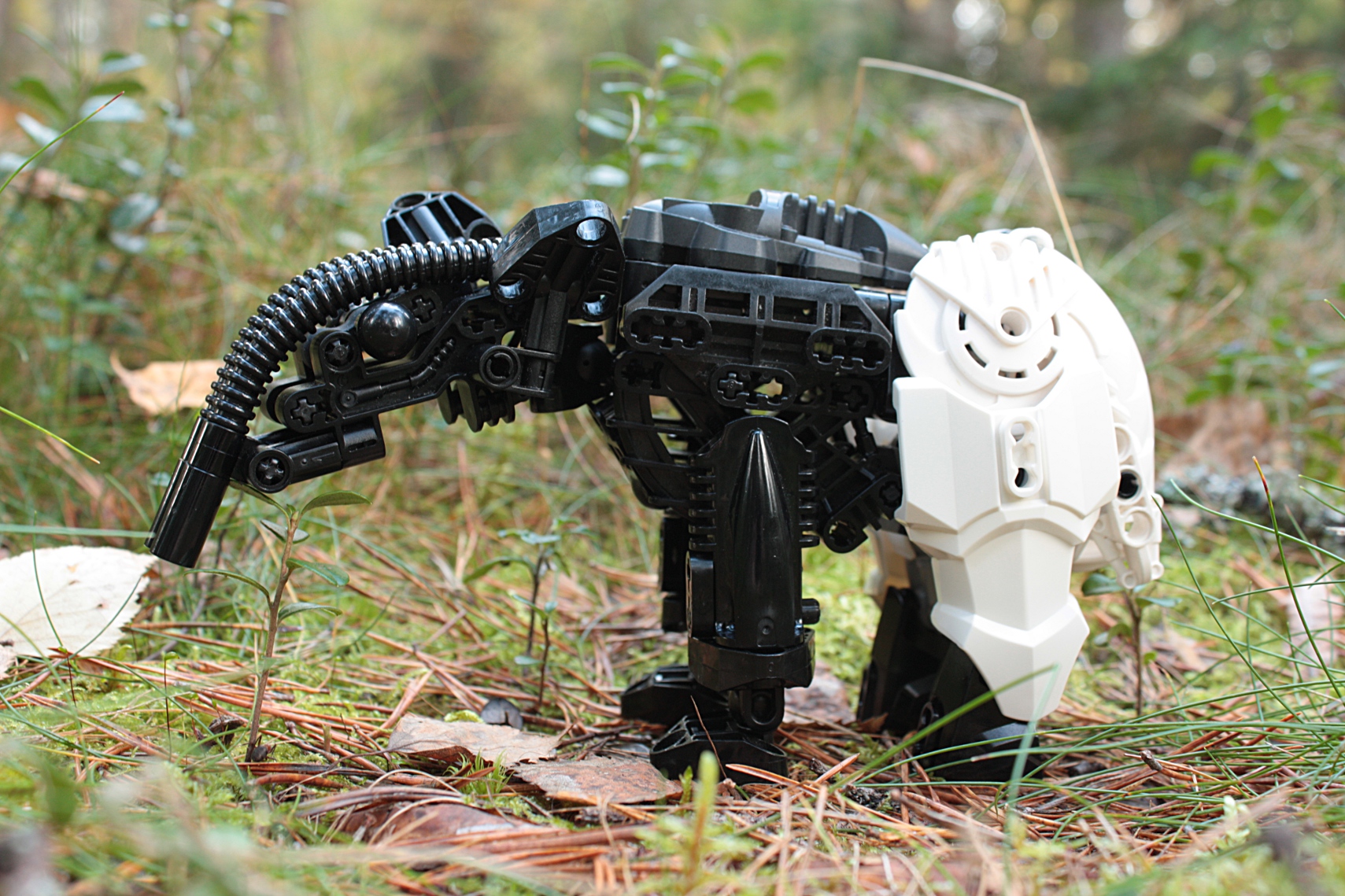 tapir6.jpg