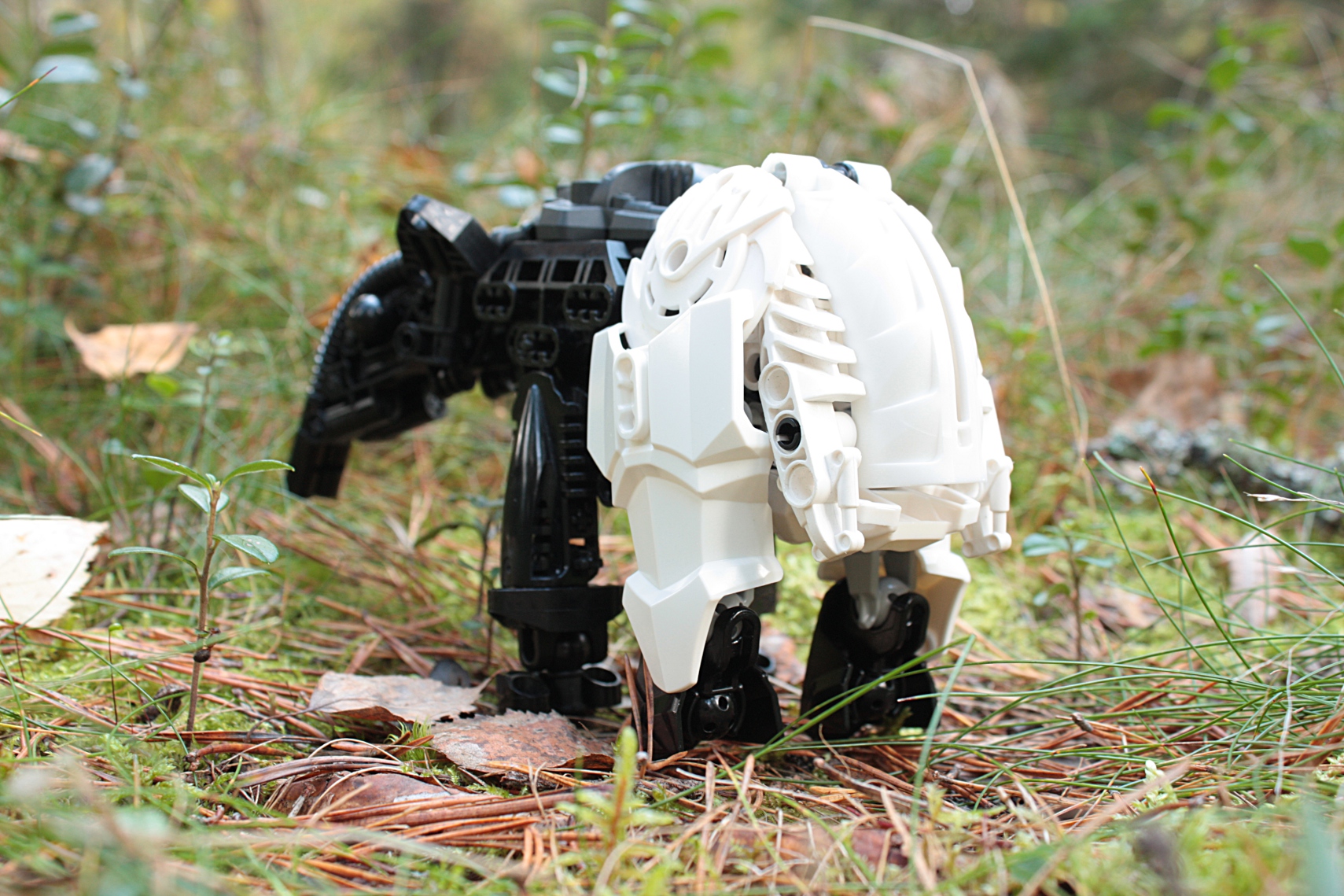 tapir7.jpg