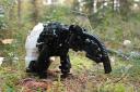tapir4.jpg