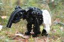 tapir5.jpg