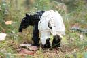 tapir7.jpg