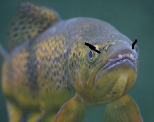 trout.jpg