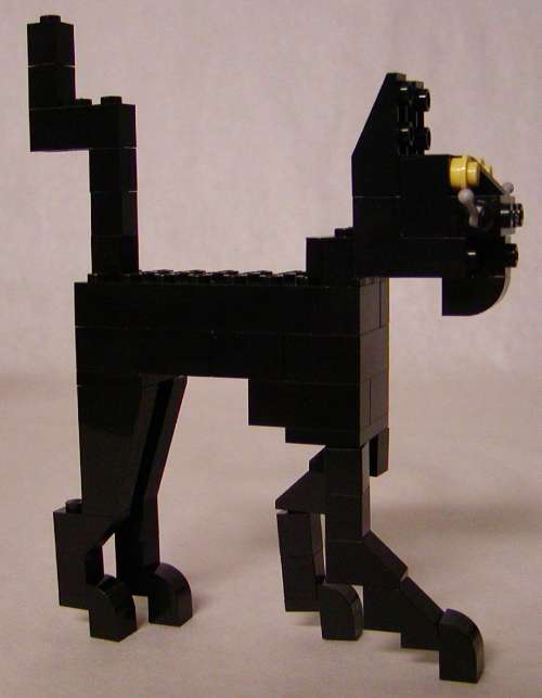cat-101a.jpg
