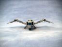 ornithopter02.jpg