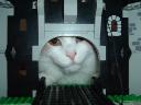 firstcastlecat02.jpg