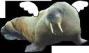 flyingwalrusentity.png