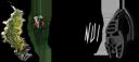 newmnlogo.png