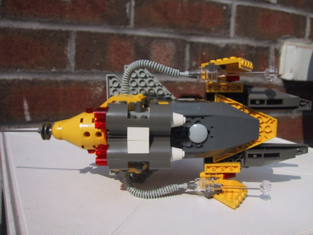 ichneumon-3.jpg
