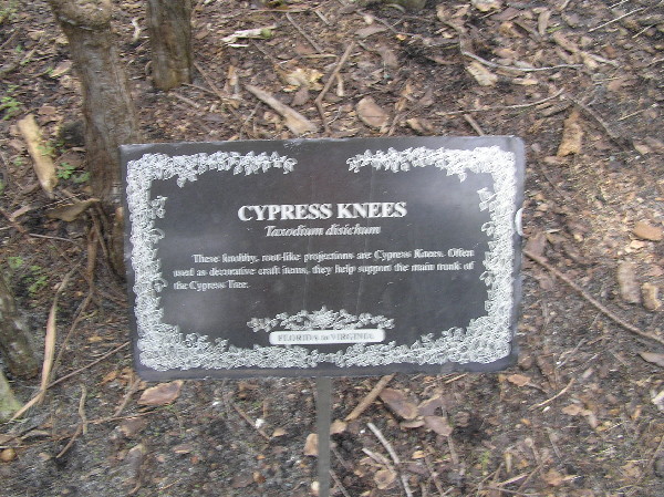 cypress-21.jpg