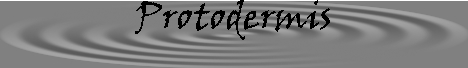 protodermis.jpg