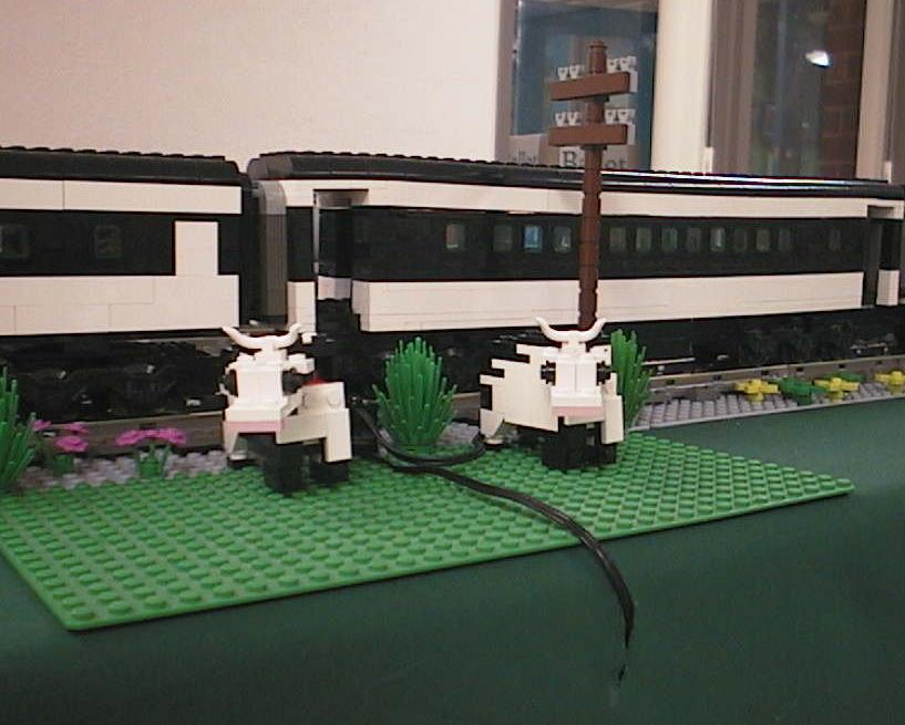 cows.jpg