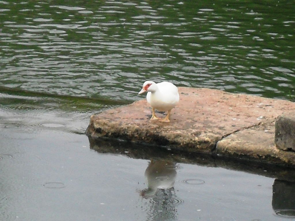 sdc10187.jpg