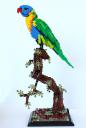rainbowlorikeet11eb_051113.jpg