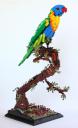 rainbowlorikeet3eb_051113.jpg
