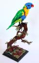 rainbowlorikeet6eb_051113.jpg