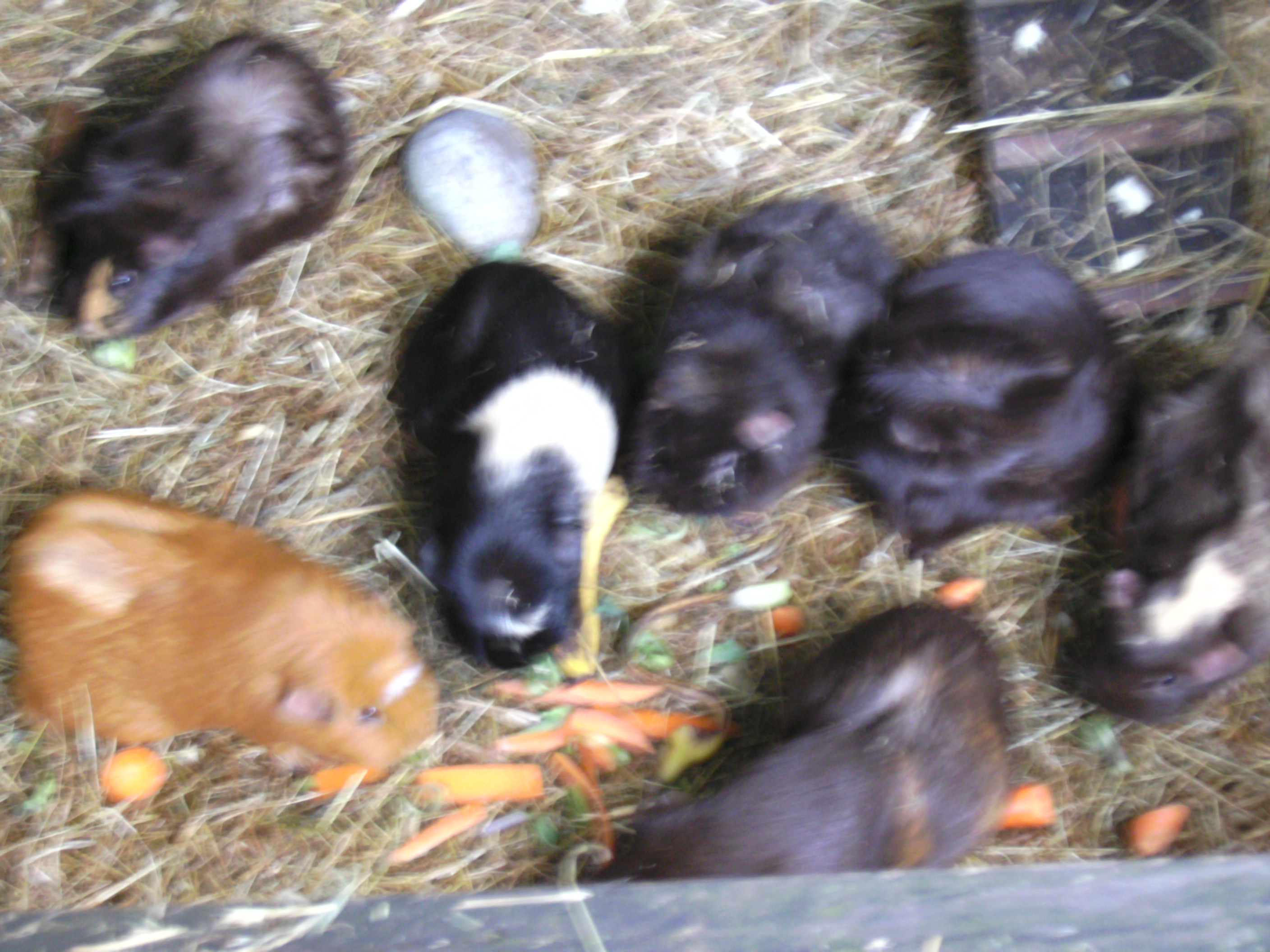 my_guineapigs__sows..jpg