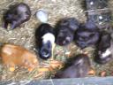my_guineapigs__sows..jpg