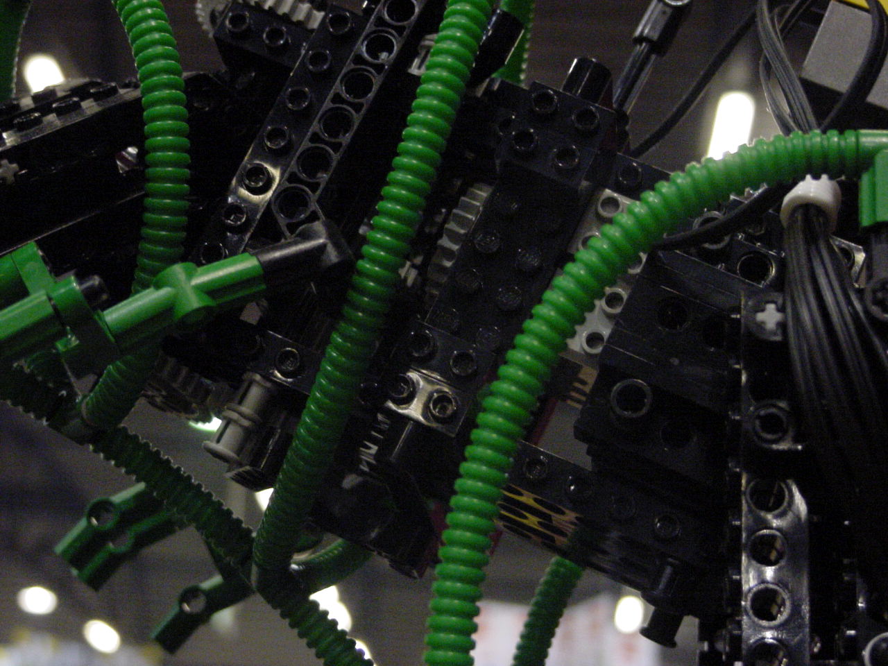 dino5_mvc-472f.jpg