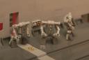 pk51-hammerheads-1.jpg