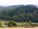 forest-hill-road.jpg