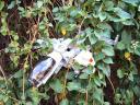 wasp1_017.jpg