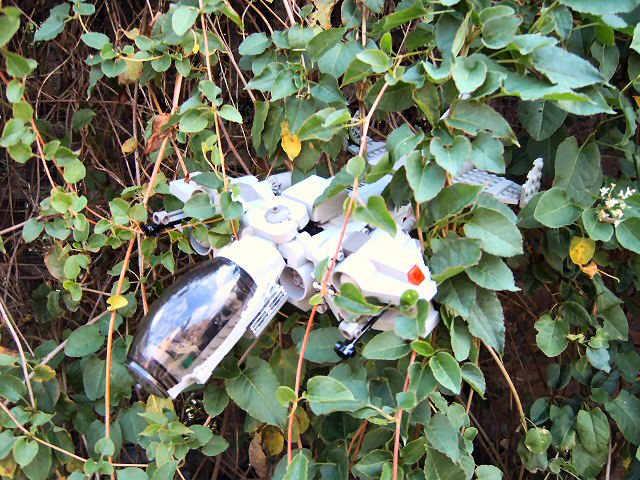 wasp1_017.jpg