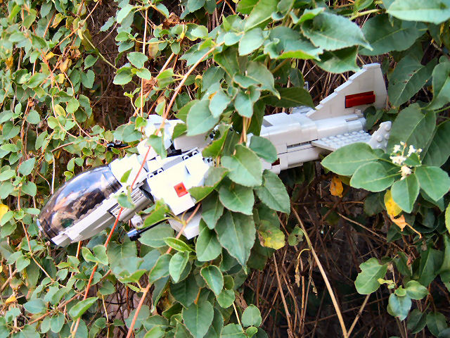 wasp1_018.jpg